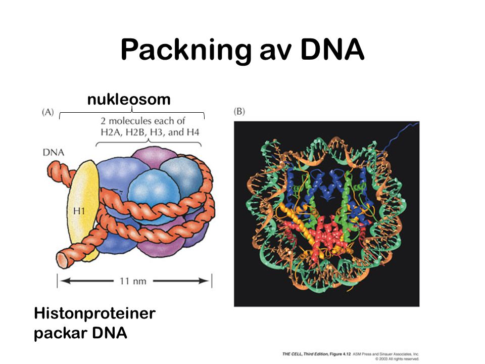 Packning av DNA nukleosom Histonproteiner packar DNA