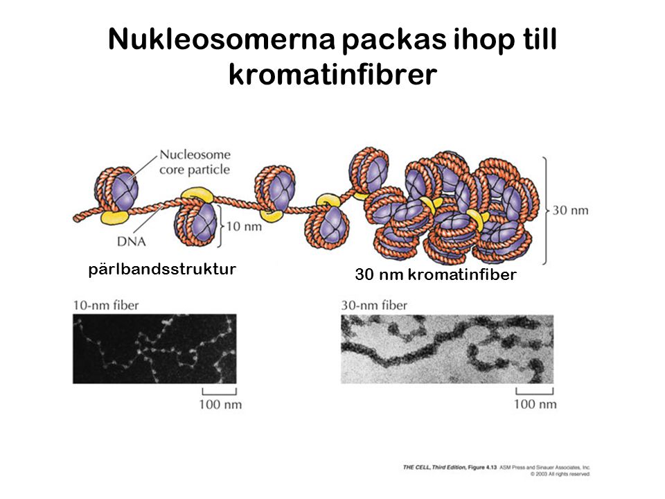 Nukleosomerna packas ihop till kromatinfibrer