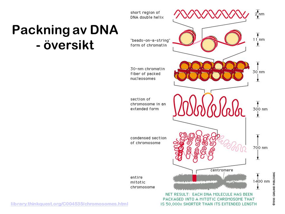 Packning av DNA - översikt