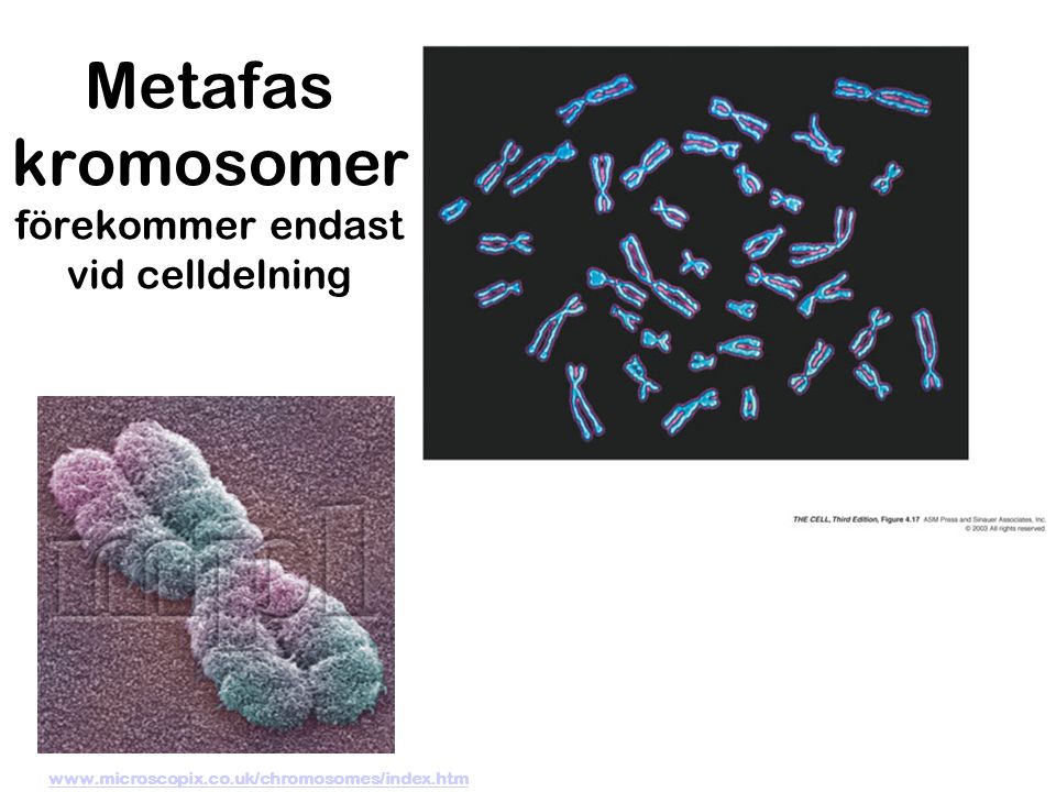 Metafas kromosomer förekommer endast vid celldelning