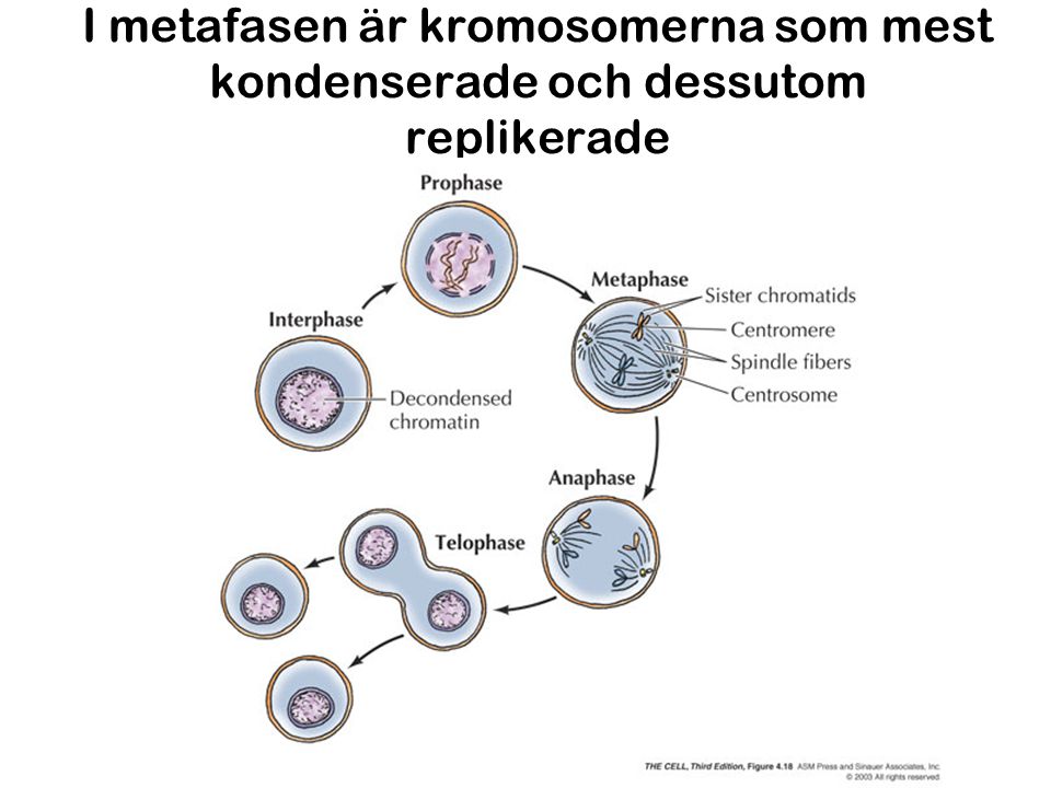 I metafasen är kromosomerna som mest kondenserade och dessutom replikerade