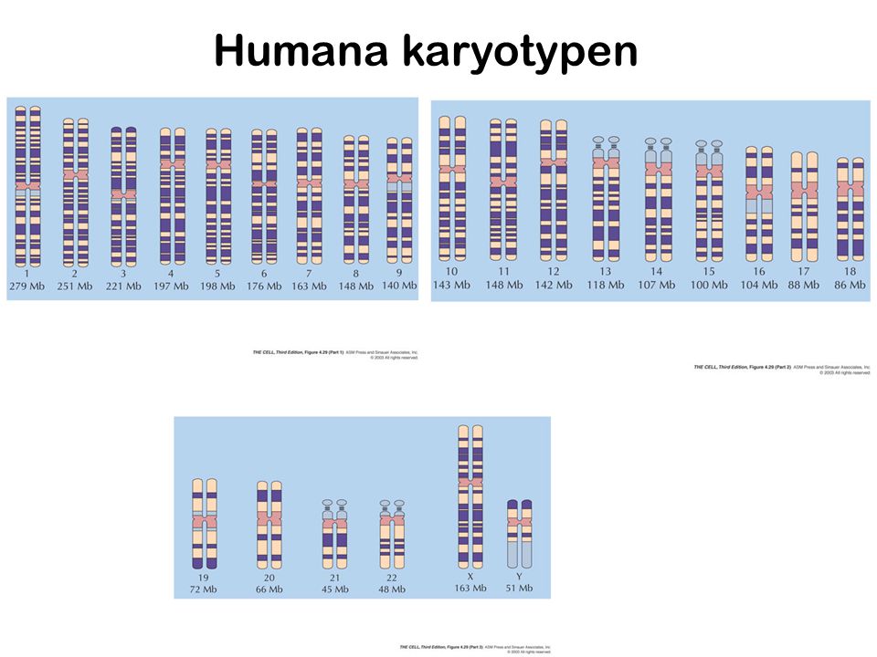 Humana karyotypen