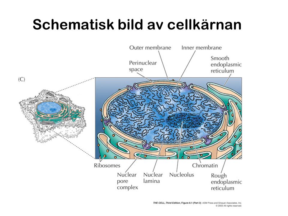 Schematisk bild av cellkärnan