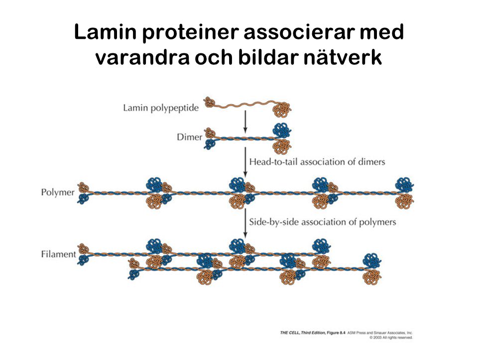 Lamin proteiner associerar med varandra och bildar nätverk