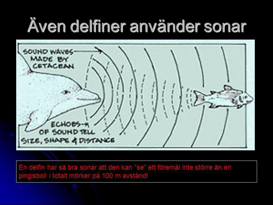 Även delfiner använder sonar