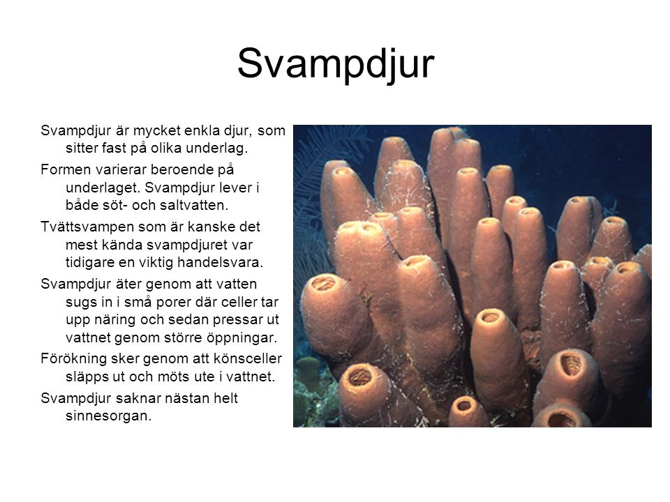 Svampdjur Svampdjur är mycket enkla djur, som sitter fast på olika underlag.