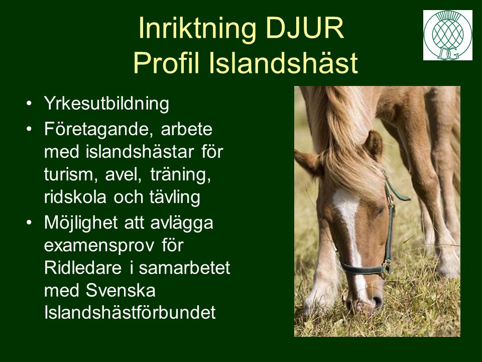 Inriktning DJUR Profil Islandshäst Yrkesutbildning