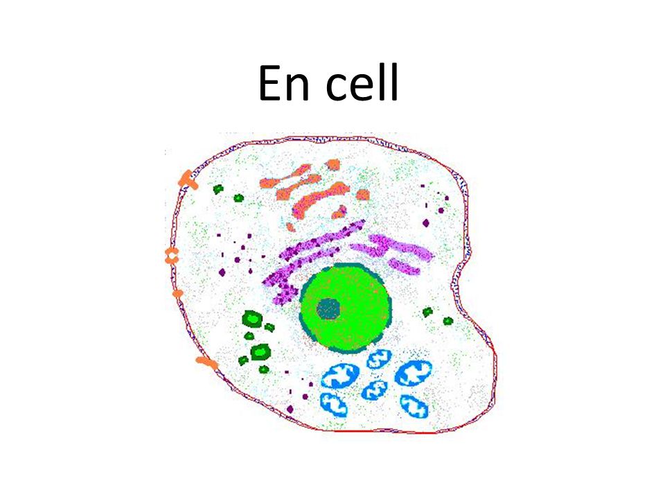 En cell