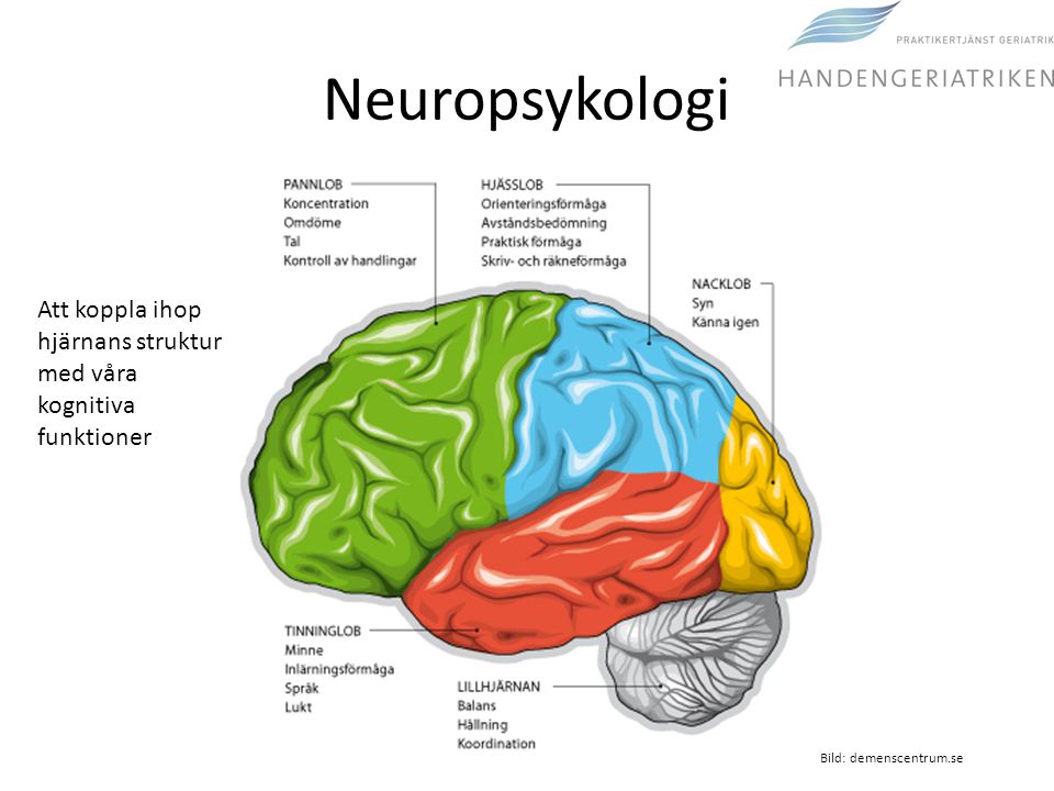 Neuropsykologi Att koppla ihop hjärnans struktur med våra kognitiva funktioner.