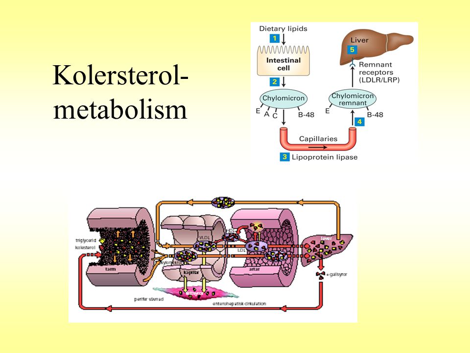 Kolersterol-metabolism