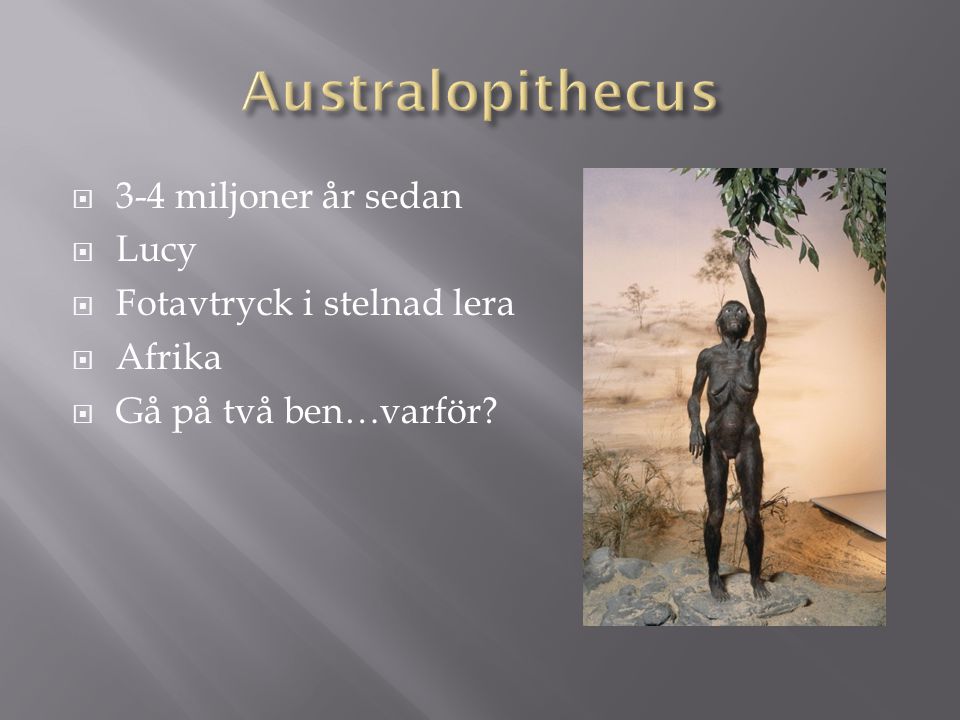 Australopithecus 3-4 miljoner år sedan Lucy Fotavtryck i stelnad lera