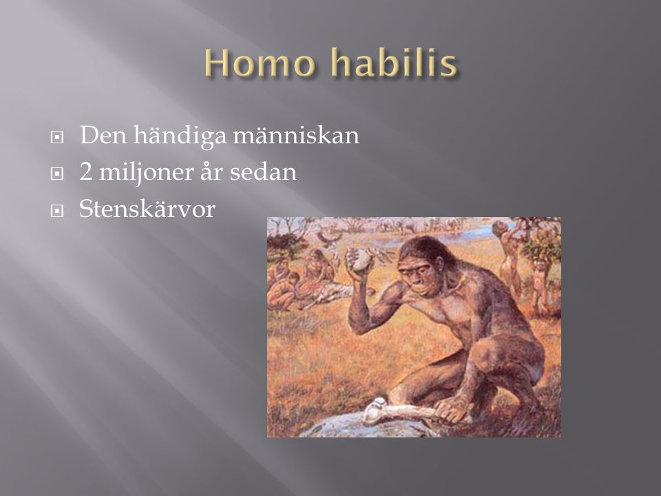 Homo habilis Den händiga människan 2 miljoner år sedan Stenskärvor