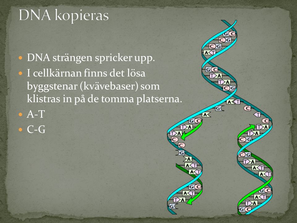 DNA kopieras DNA strängen spricker upp.