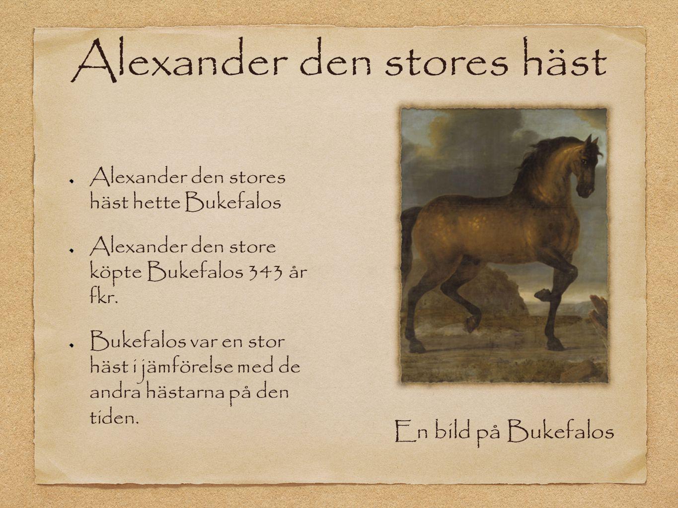 Alexander den stores häst