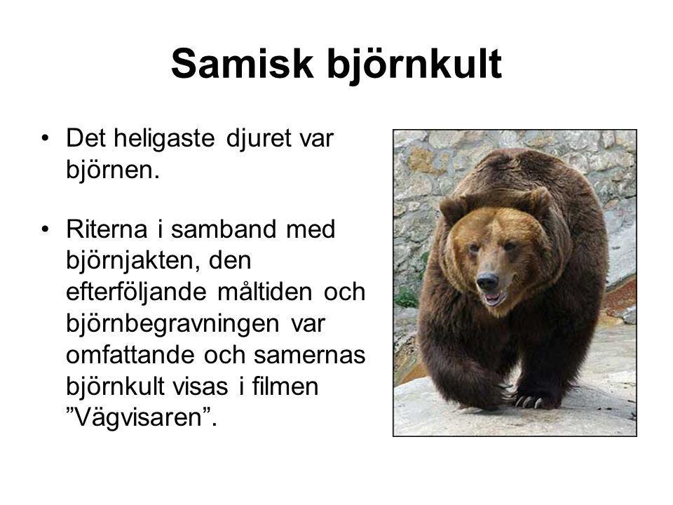 Samisk björnkult Det heligaste djuret var björnen.