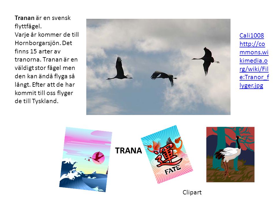 TRANA Tranan är en svensk flyttfågel.