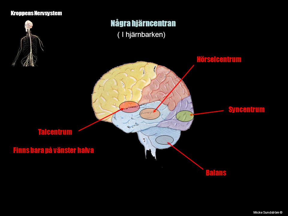 Några hjärncentran ( I hjärnbarken) Hörselcentrum Syncentrum