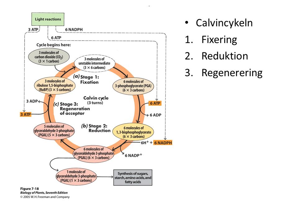 - Calvincykeln Fixering Reduktion Regenerering
