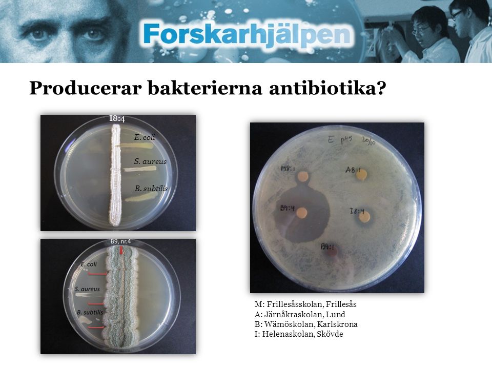 Producerar bakterierna antibiotika