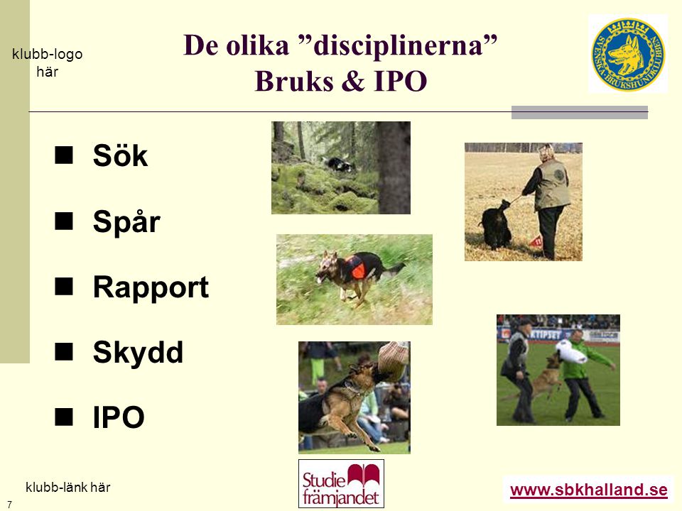 De olika disciplinerna Bruks & IPO