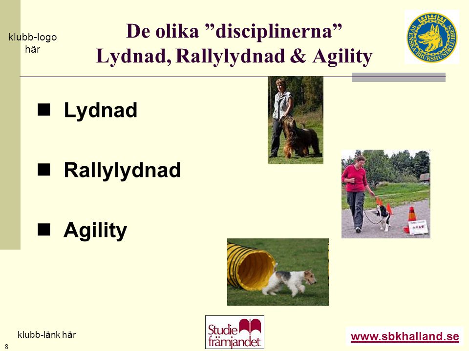 De olika disciplinerna Lydnad, Rallylydnad & Agility