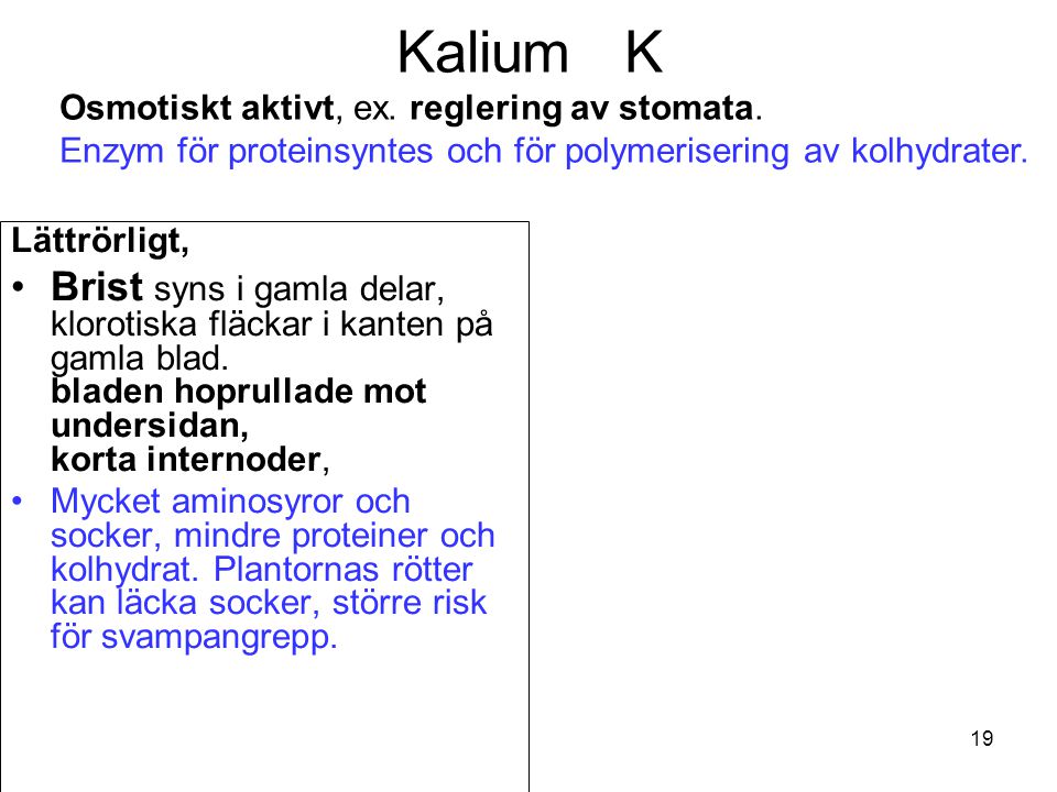 Kalium K Osmotiskt aktivt, ex. reglering av stomata. Enzym för proteinsyntes och för polymerisering av kolhydrater.