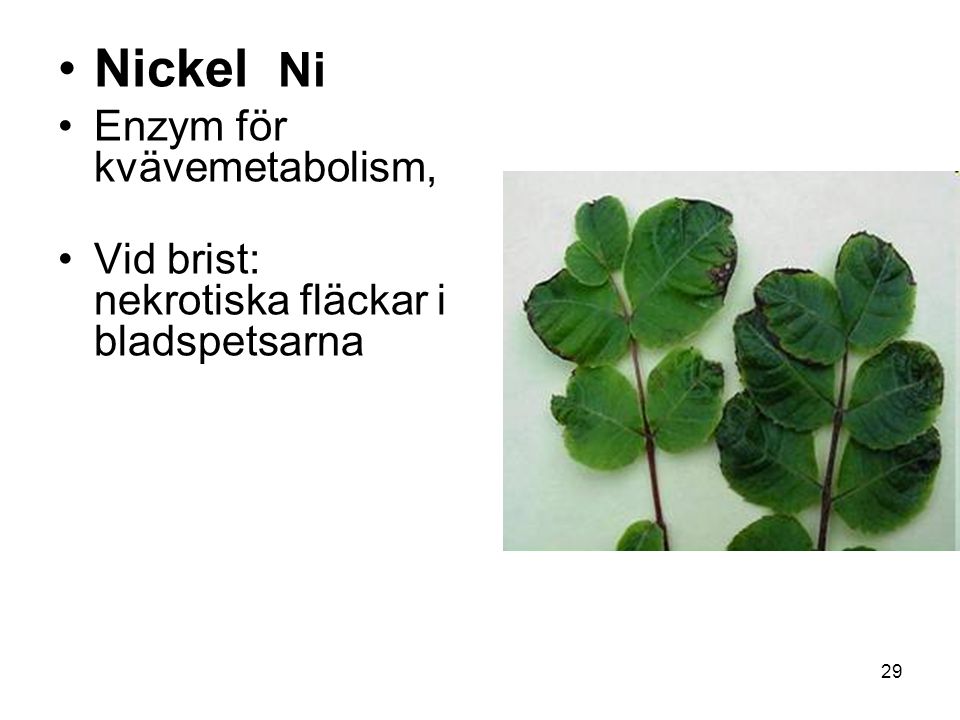 Nickel Ni Enzym för kvävemetabolism,