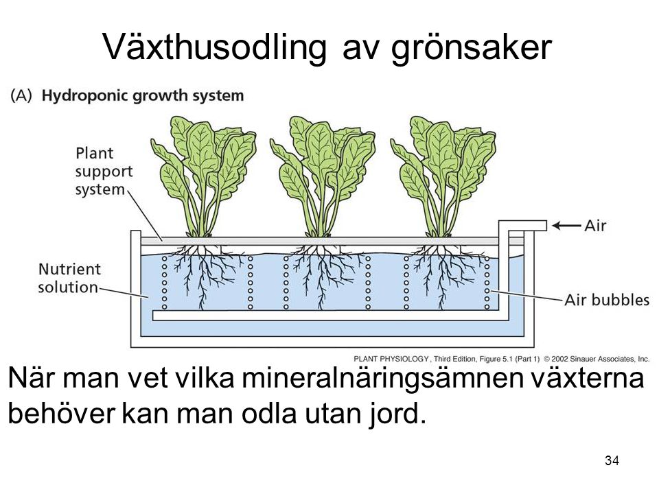 Växthusodling av grönsaker