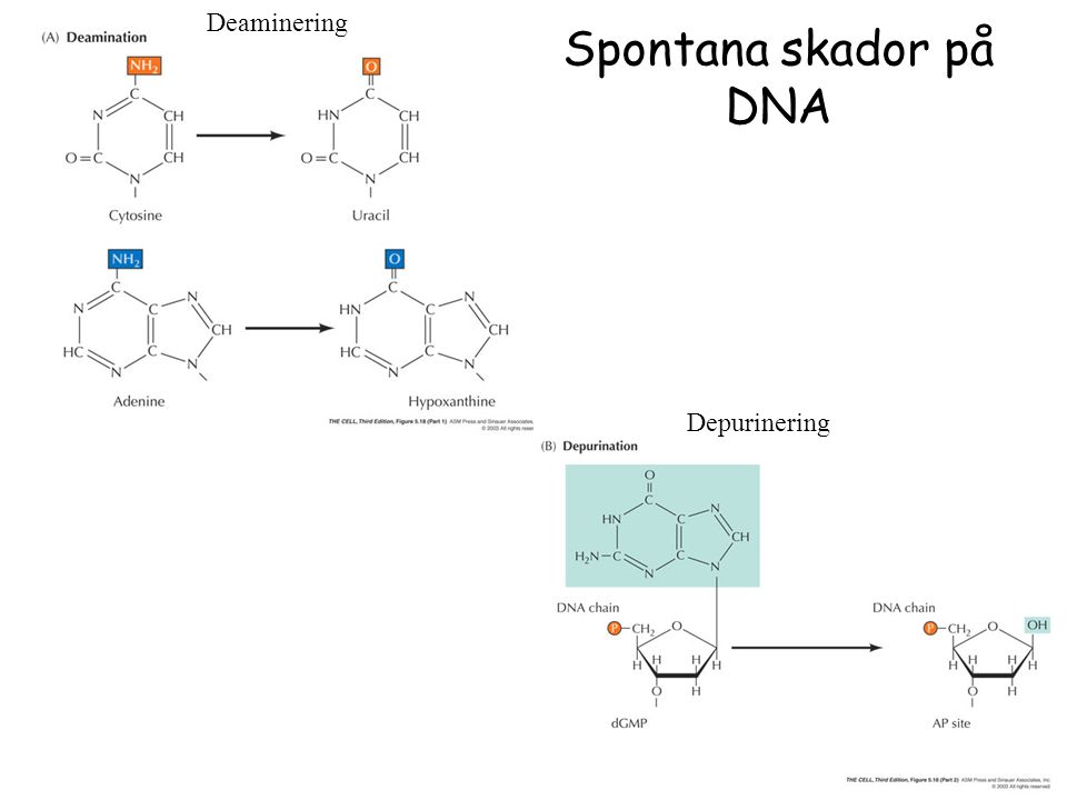 Deaminering Spontana skador på DNA Depurinering