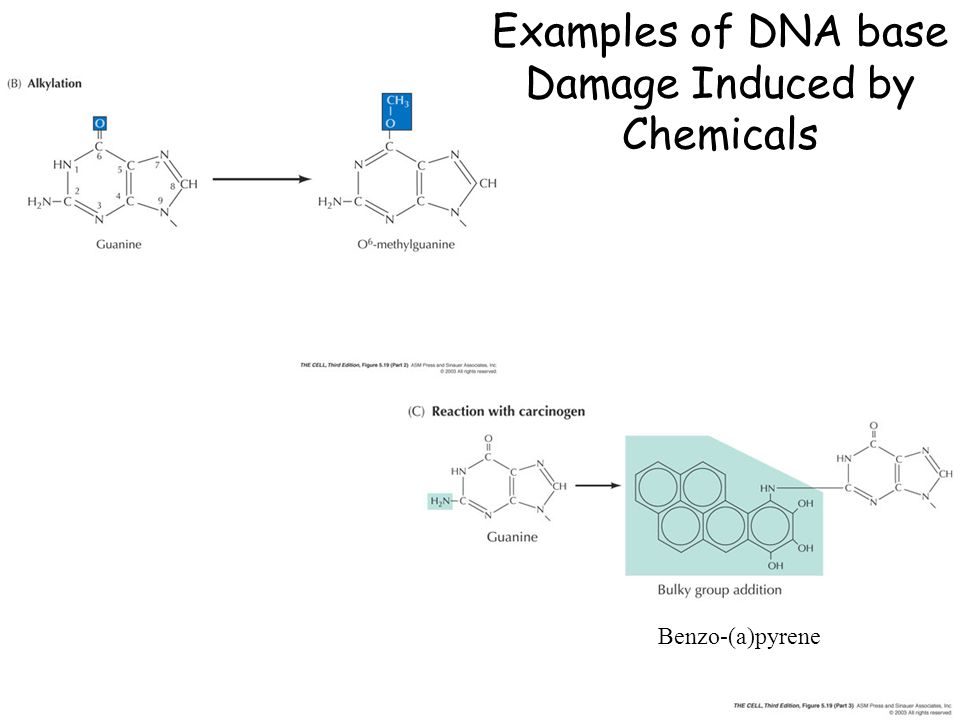 Examples of DNA base Damage Induced by Chemicals