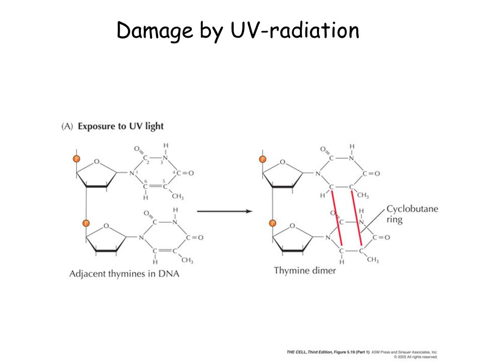 Damage by UV-radiation