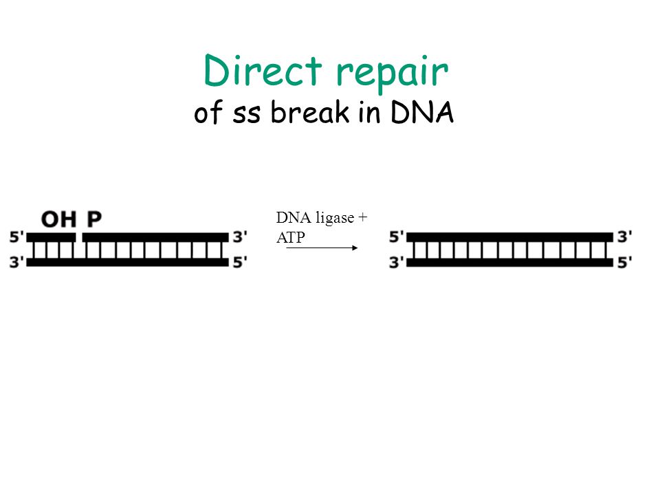 Direct repair of ss break in DNA