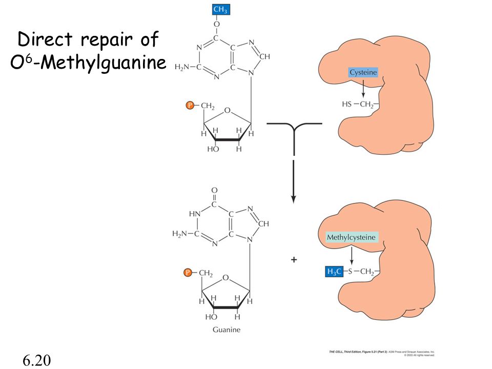 Direct repair of O6-Methylguanine