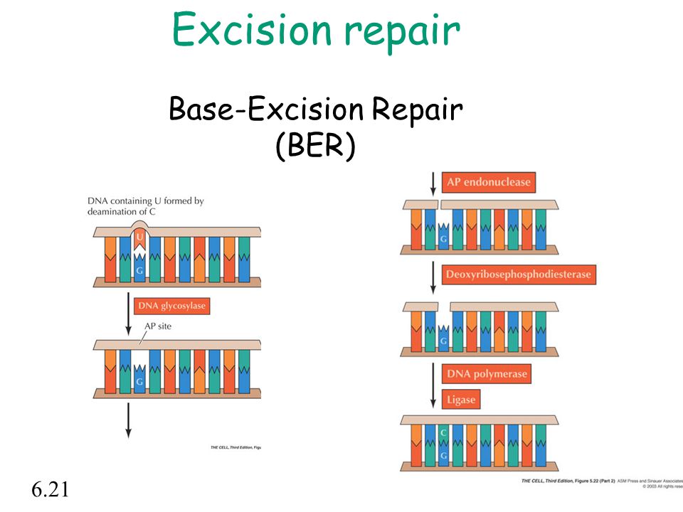 Excision repair Base-Excision Repair (BER)