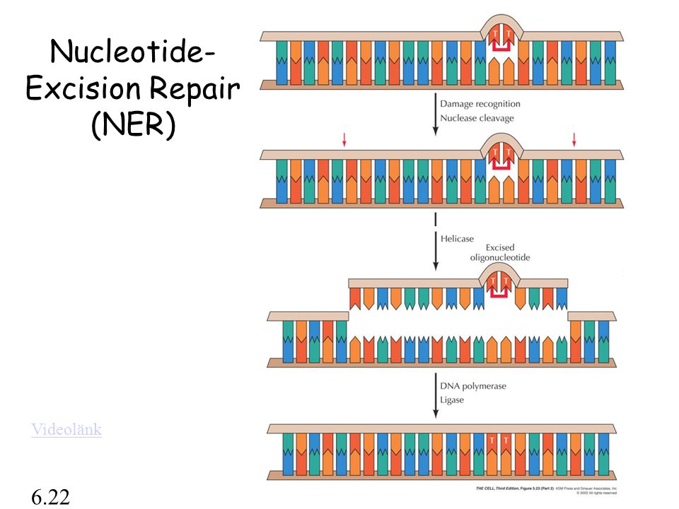 Nucleotide-Excision Repair (NER)