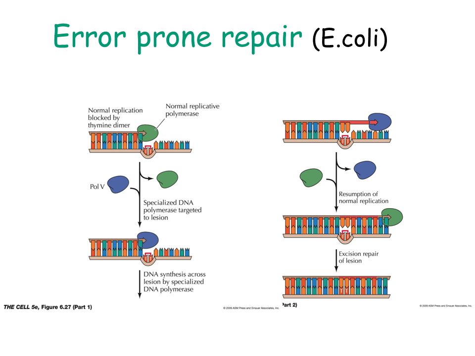 Error prone repair (E.coli)