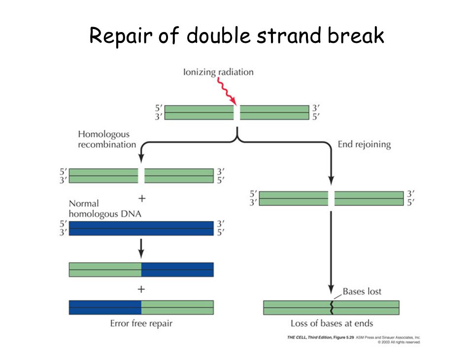 Repair of double strand break