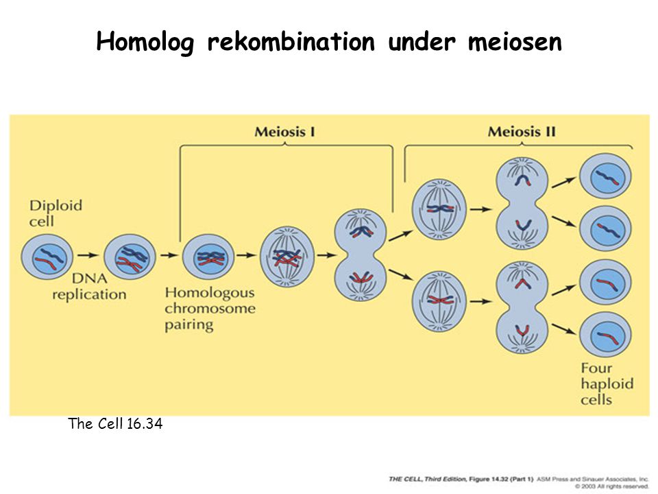 Homolog rekombination under meiosen