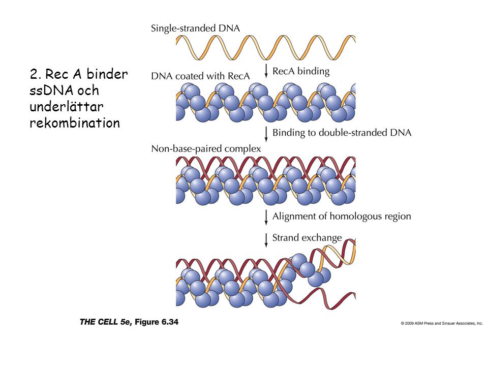 2. Rec A binder ssDNA och underlättar rekombination