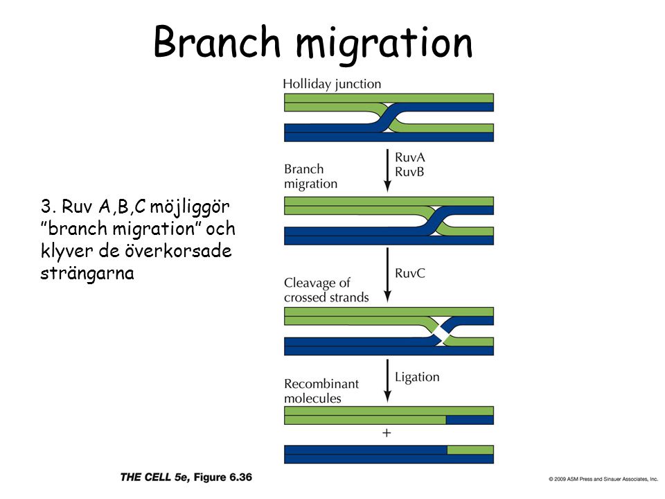 Branch migration 3. Ruv A,B,C möjliggör branch migration och klyver de överkorsade strängarna