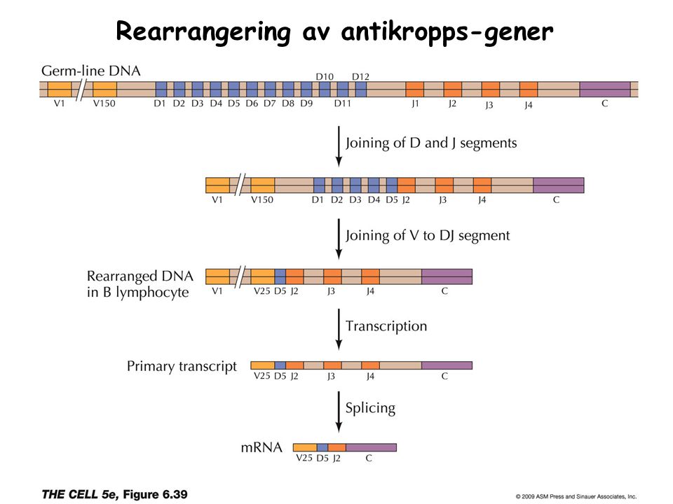 Rearrangering av antikropps-gener