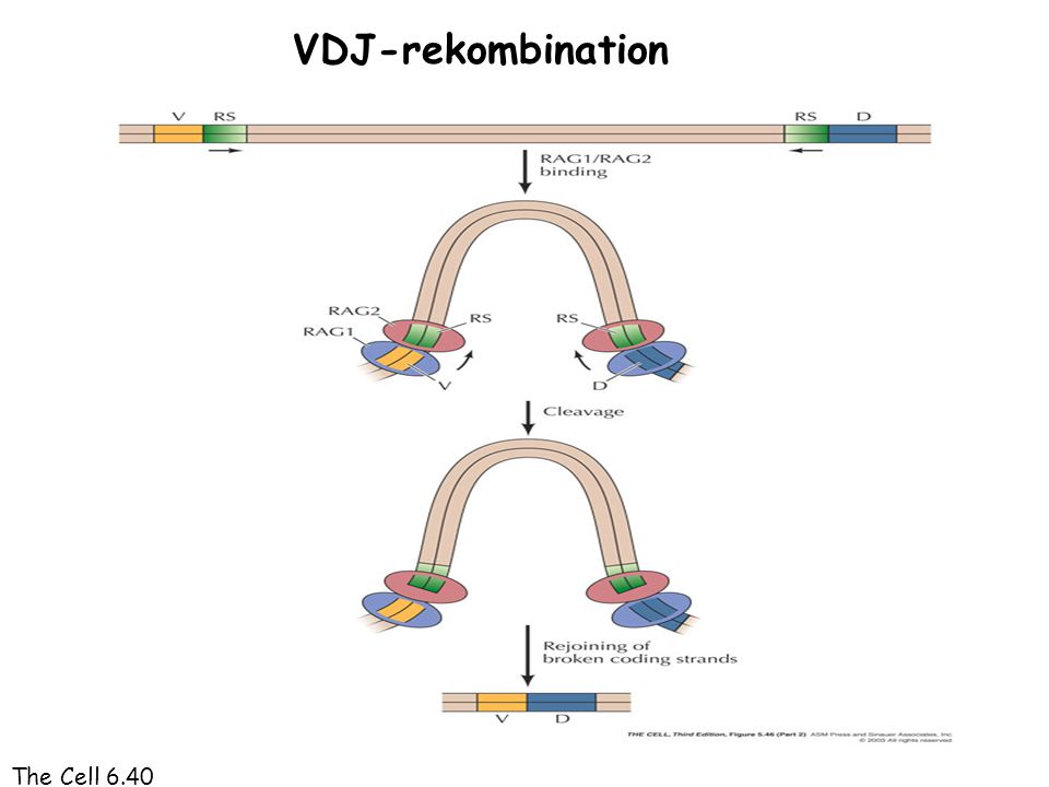 VDJ-rekombination The Cell 6.40