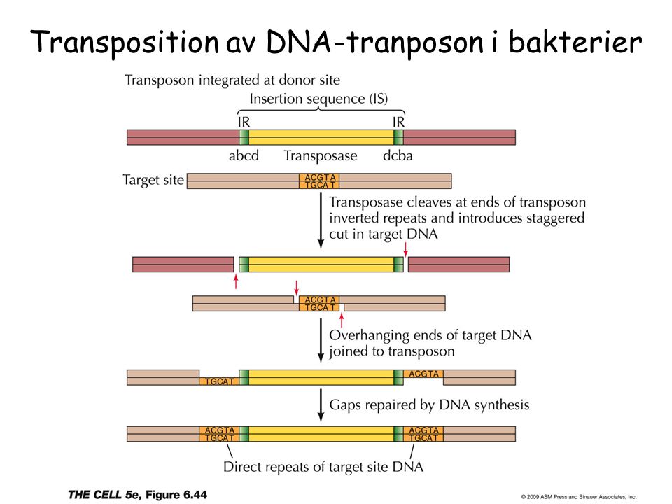 Transposition av DNA-tranposon i bakterier