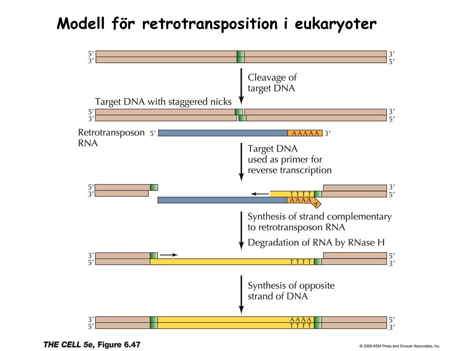 Modell för retrotransposition i eukaryoter
