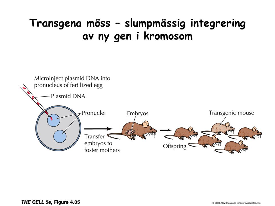 Transgena möss – slumpmässig integrering av ny gen i kromosom