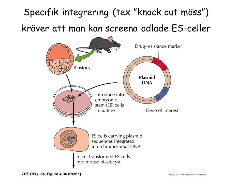 Specifik integrering (tex knock out möss ) kräver att man kan screena odlade ES-celler