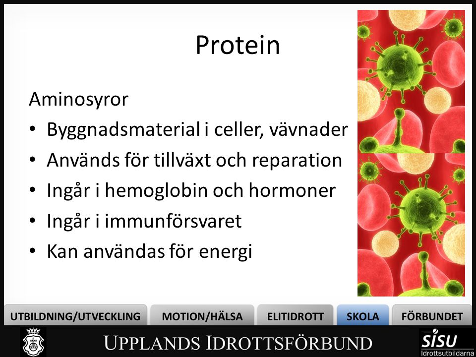 Protein Aminosyror Byggnadsmaterial i celler, vävnader