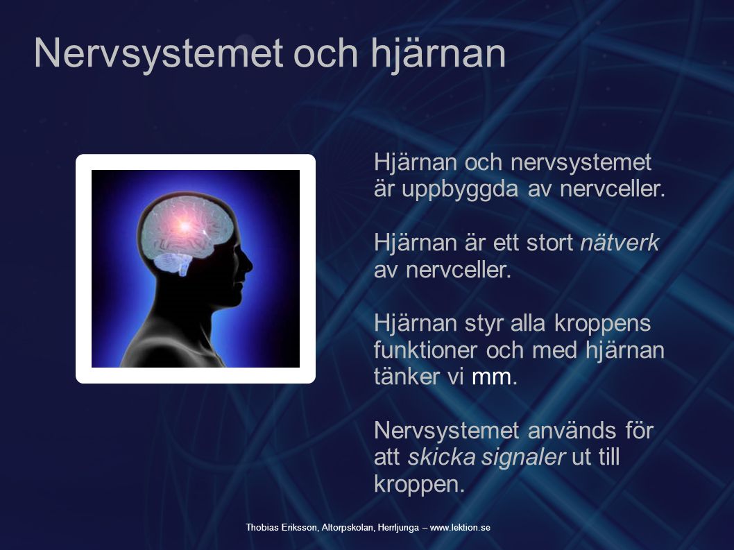 Nervsystemet och hjärnan