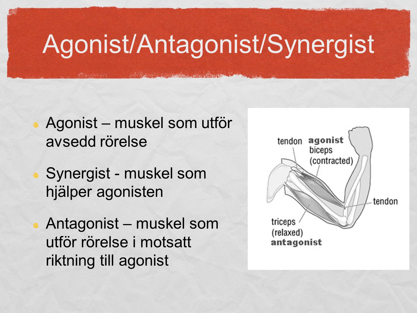 Agonist/Antagonist/Synergist