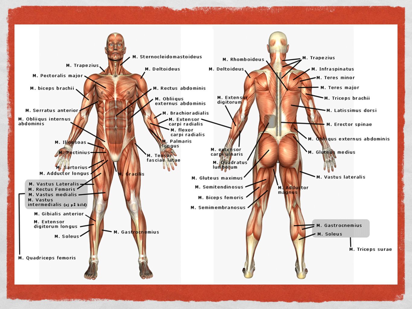 Anatomi = uppskärning